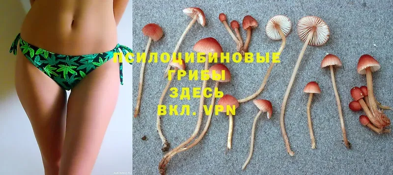 Псилоцибиновые грибы Psilocybine cubensis  ОМГ ОМГ ссылка  Курган 